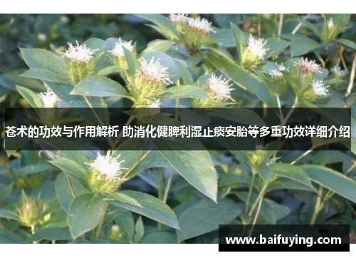 苍术的功效与作用解析 助消化健脾利湿止痰安胎等多重功效详细介绍