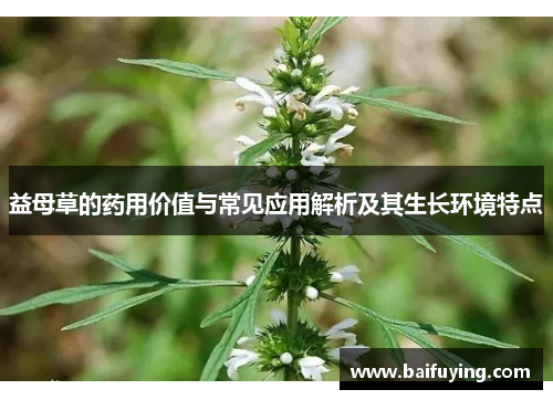 益母草的药用价值与常见应用解析及其生长环境特点